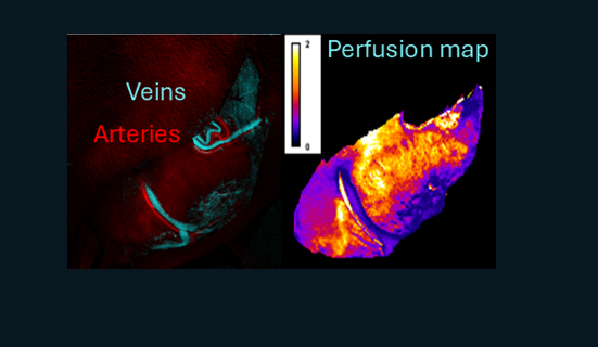 Dynamic imaging application