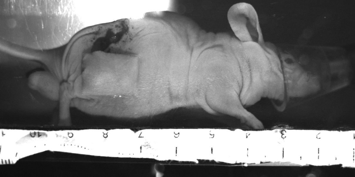 Mouse tumor imaging setup