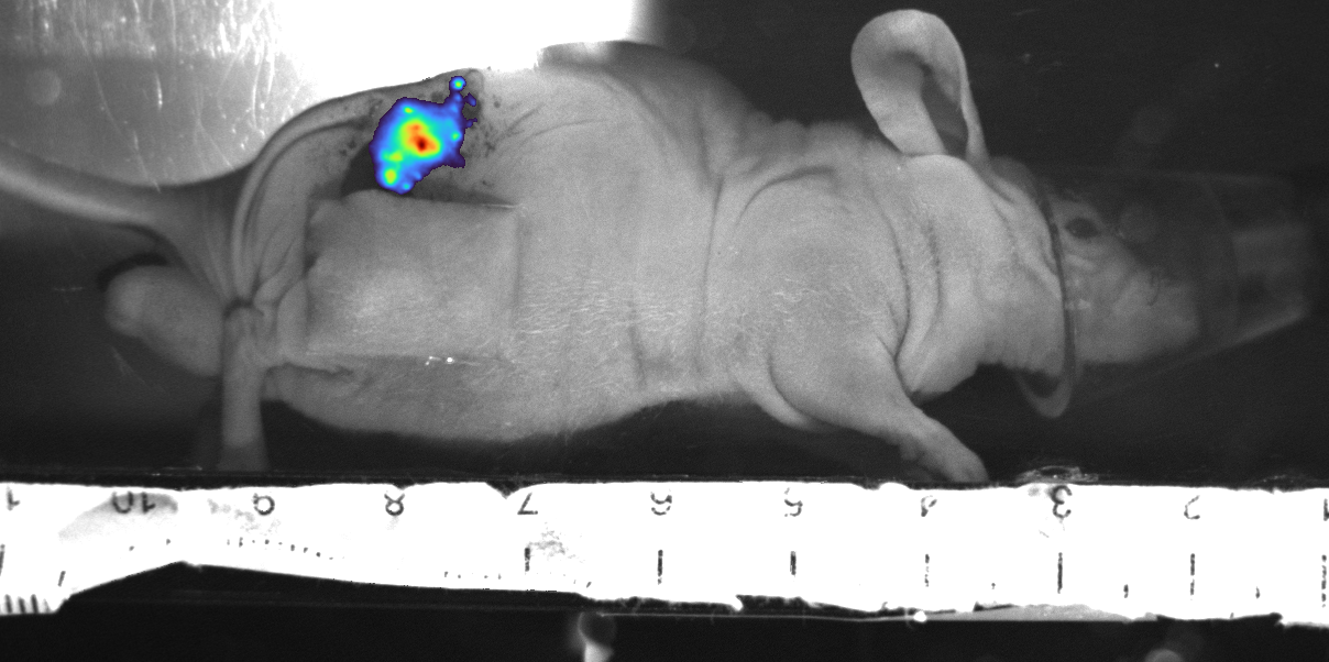 Residual GFP tumor signal in mouse